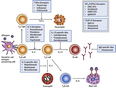 Biologic targeted therapy in allergic asthma - Annals of Allergy, Asthma & Immunology