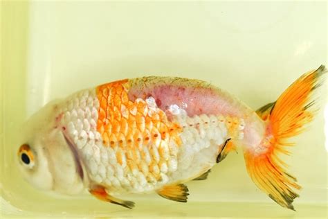 Goldfish Fungus Diseases: Symptoms & Treatment (with Pictures) | Hepper