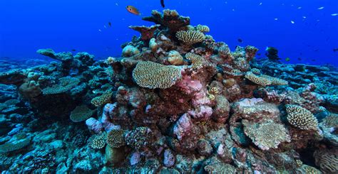 Rapid CO2 cuts could allow some cool-water corals to adapt to global warming - Carbon Brief