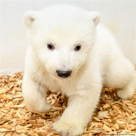 Gender Of Berlin Zoo's Adorable Baby Polar Bear Finally Revealed As He ...