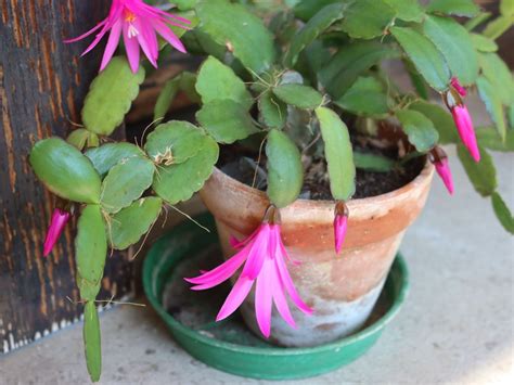 Christmas Cactus Repotting - When And How To Repot A Christmas Cactus