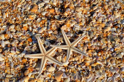 Starfish And Shells Free Stock Photo - Public Domain Pictures