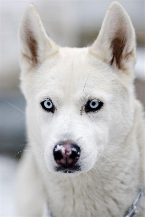 white husky on Tumblr