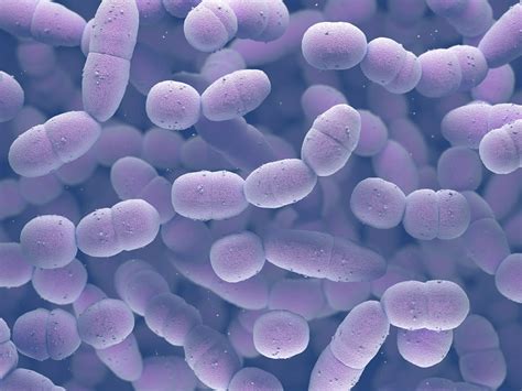 Streptococcus Pneumoniae - Infectious Disease Advisor