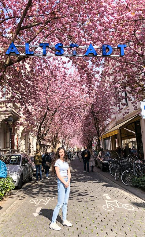 How To Visit the Cherry Blossoms Trees in Bonn - Hello Graciemo