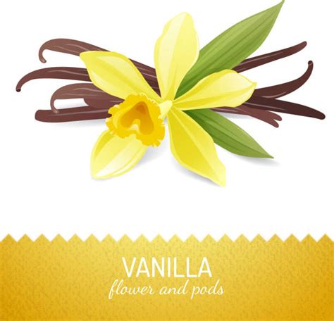 Royalty Free Vanilla Clip Art, Vector Images & Illustrations - iStock