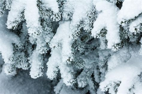 Premium Photo | Spruce tree forest covered by snow in winter landscape