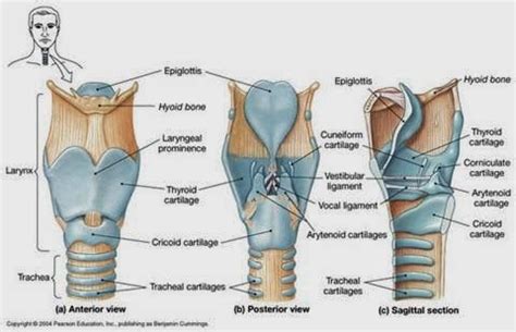 Cricoid Cartilage Posterior View