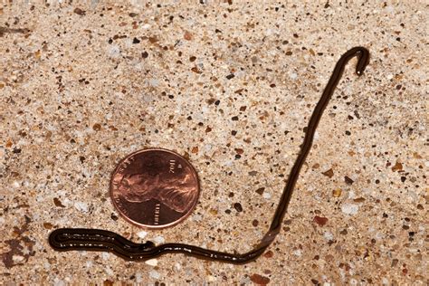 JaredDavidsonPhotography: Hammerhead flatworm