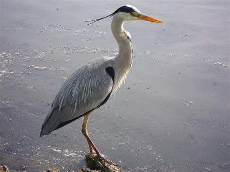 Grey heron | Grey heron, Heron, Pet birds