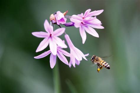 South African beekeepers blame insecticide for 1M-plus bee deaths - UPI.com