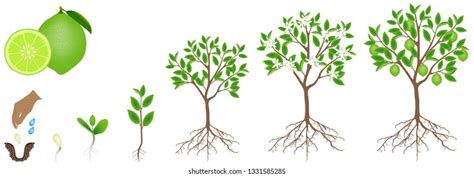 Plant Roots Diagram Photos, Images & Pictures | Shutterstock