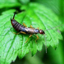 What is an Earwig? | Earwig Facts and Identification