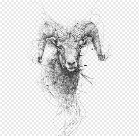 Kambing sketsa, kambing yang dilukis dengan tangan, garis, hewan png | PNGWing