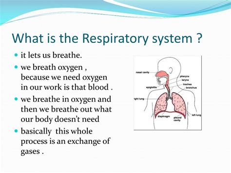 PPT - The Respiratory System PowerPoint Presentation, free download - ID:2439774