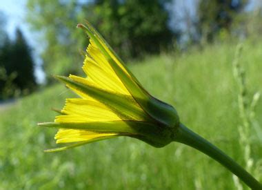 Goat's Beard: Pictures, Flowers, Leaves & Identification | Tragopogon ...