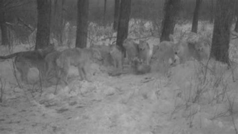 Wolf pack caught on camera at Riding Mountain park | CBC News