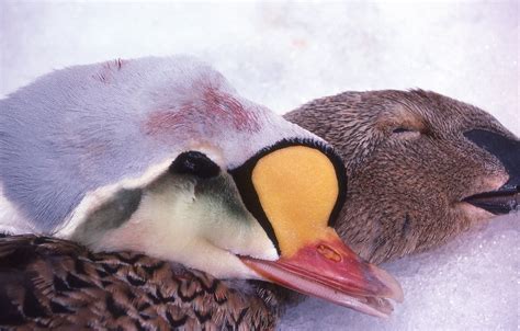 II.3: INUIT FOOD: 3. Hunting ~ People of the Arctic by John Tyman