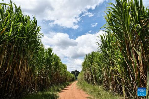 Feature: Chinese-invented Juncao grass changing fortunes of Kenya's ...