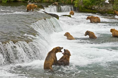 Greedy grizzlies: Bears fight over bumper salmon feast in Alaskan national park | Daily Mail Online