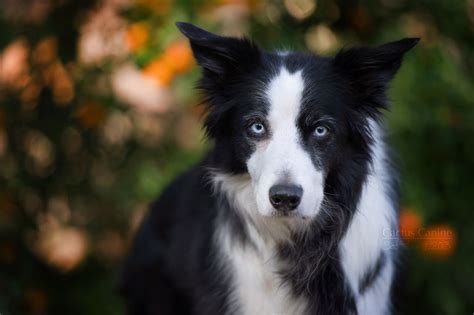 #BorderCollie with Beautiful Blue Eyes #CactusCanine Pet Photography / Phoenix, Arizona | Dog ...