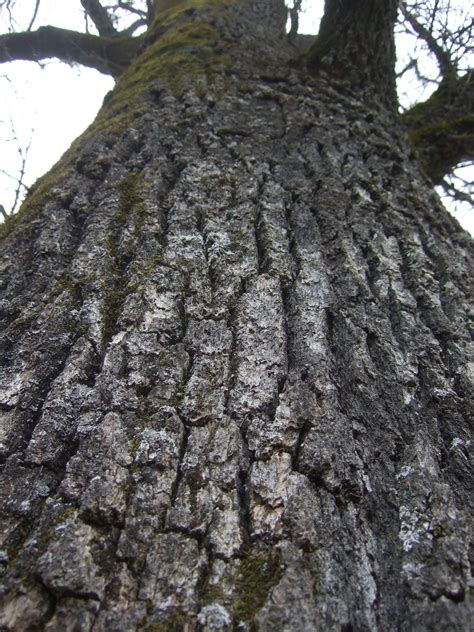 Valley oak bark - this tree is about 300 years old. | Oak, Valley, Outdoor