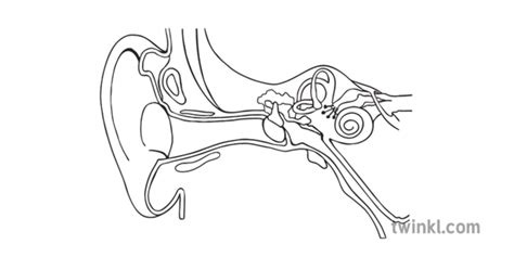 Unlabeled Diagram Of The Ear