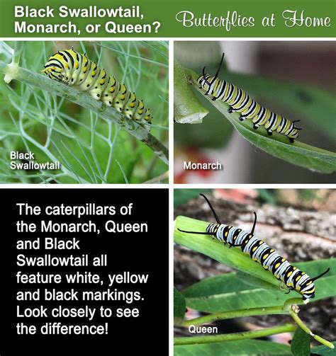 Queen Butterfly, description, characteristics, size, photographs