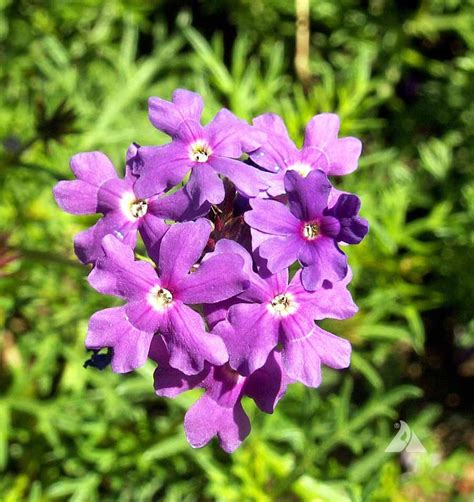 Purple Moss Verbena (Verbena tenuisecta) | Applewood Seed Company