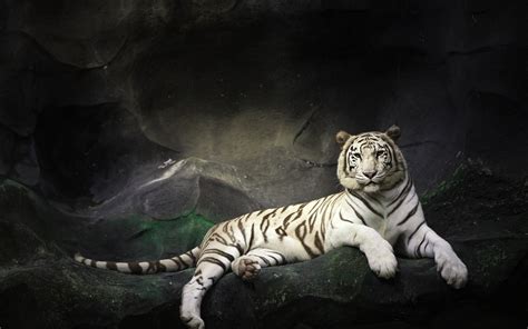 🔥 Free download Hd White Tiger Wallpaper [1920x1200] for your Desktop, Mobile & Tablet | Explore ...