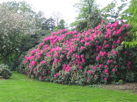 pink flowers are blooming on the side of a green lawn in front of some trees