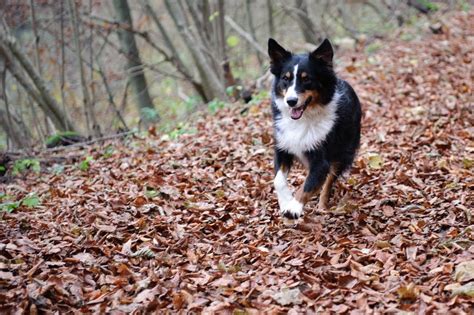 Australian Shepherd's Temperament & Personality Guide