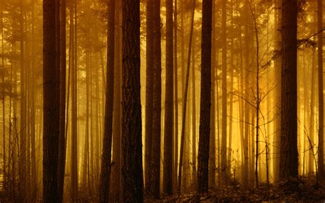 Foggy Forest Sunrise MacBook Air Wallpaper Download | AllMacWallpaper