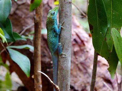 Blue Anole - Cayman Compass