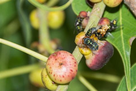 Fig Tree Care 101: 10 Proven Strategies for Success - Minneopa Orchards