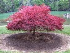 CRIMSON QUEEN Laceleaf Japanese Maple | Herter Nursery