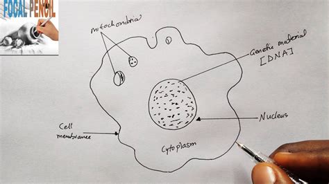 White Blood Cells Diagram Labelled