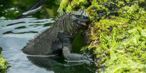 Marine Iguana | Go Galapagos