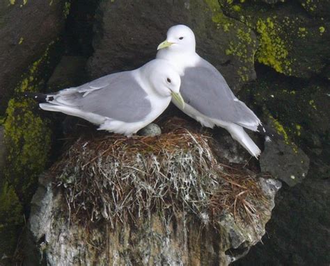 Ohio Birds and Biodiversity: Kittiwakes: A long, cold journey, including Cleveland