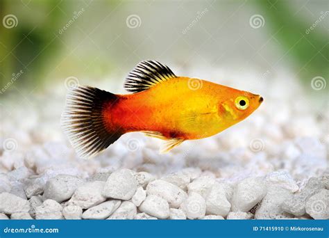 Sunburst Platy Male Xiphophorus Maculatus Tropical Aquarium Fish Stock Photo - Image of aquarium ...