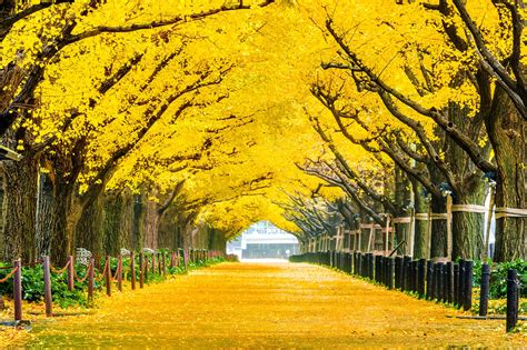 10 Best Places to See Changing Autumn Leaves in Tokyo - Fall Foliage ...