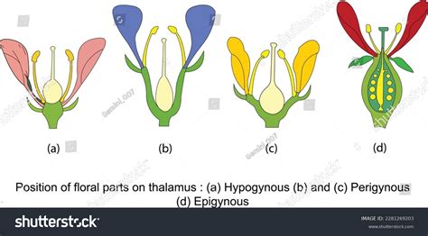 Position Floral Parts Thalamus Hypogynous Perigynous Stock Vector (Royalty Free) 2281269203 ...