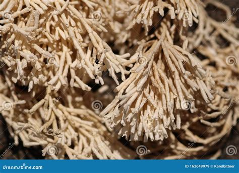 White Soft Coral. Marine Animal that Looks Like a Water Plant. Elongated Branched Tubes ...