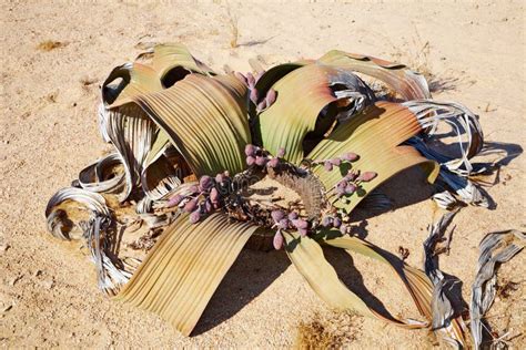 Root of a Welwitschia Plant in Namibian Desert Stock Photo - Image of leaves, parch: 18679898