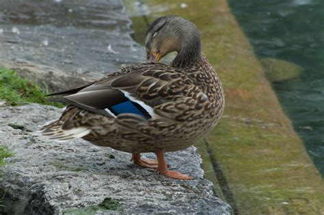 Mallard sorting her feathers by lordradi on DeviantArt