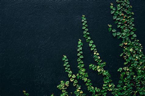 3200x1800px | free download | HD wallpaper: green leaf vines on black ...