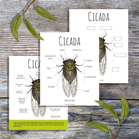 Cicada Anatomy Pack Homeschool Printable Nature Study - Etsy