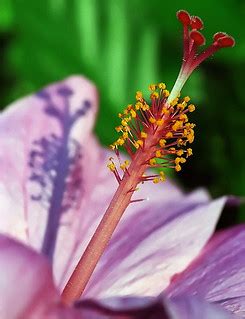 Boston Public Gardens - Hibiscus "Petals, Stem & Shadow" | Flickr