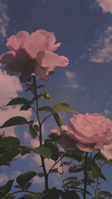 Pin on aesthetic rose picture wallpaper Hd