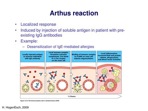 PPT - Type I-III Hypersensitivity Reactions PowerPoint Presentation, free download - ID:817893